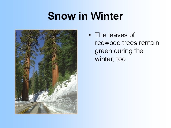 Snow in Winter • The leaves of redwood trees remain green during the winter,