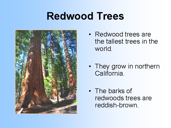Redwood Trees • Redwood trees are the tallest trees in the world. • They