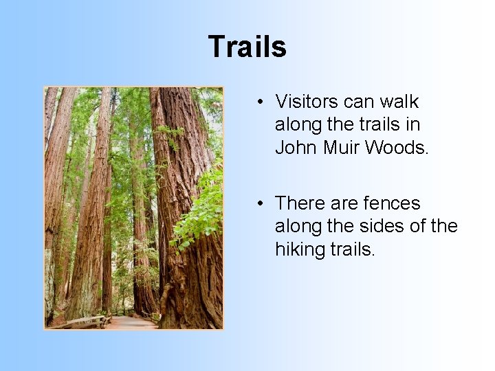 Trails • Visitors can walk along the trails in John Muir Woods. • There