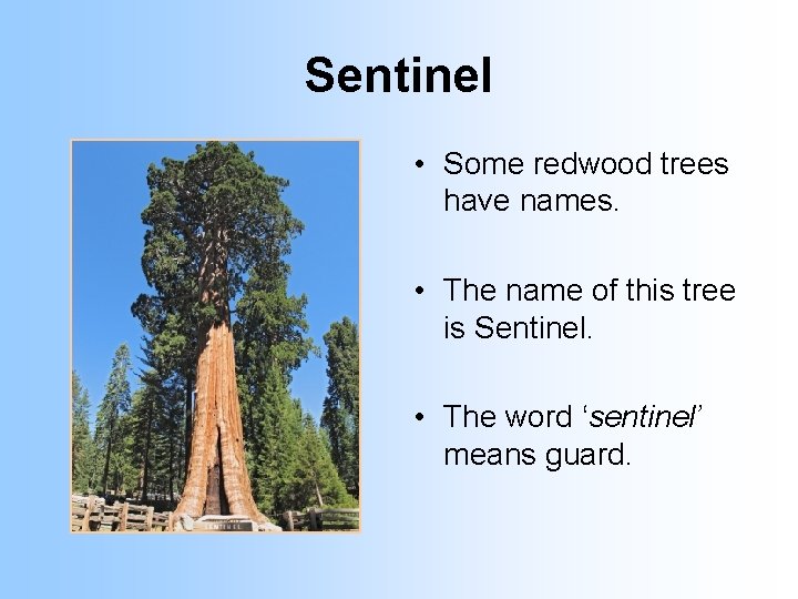 Sentinel • Some redwood trees have names. • The name of this tree is