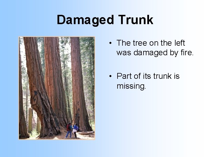 Damaged Trunk • The tree on the left was damaged by fire. • Part