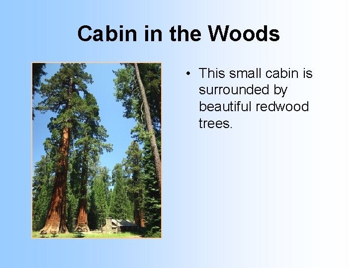 Cabin in the Woods • This small cabin is surrounded by beautiful redwood trees.