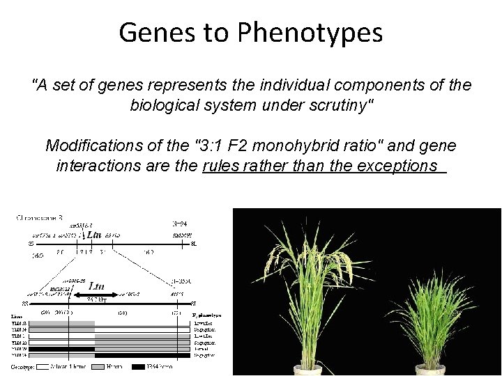 Genes to Phenotypes A set of genes represents