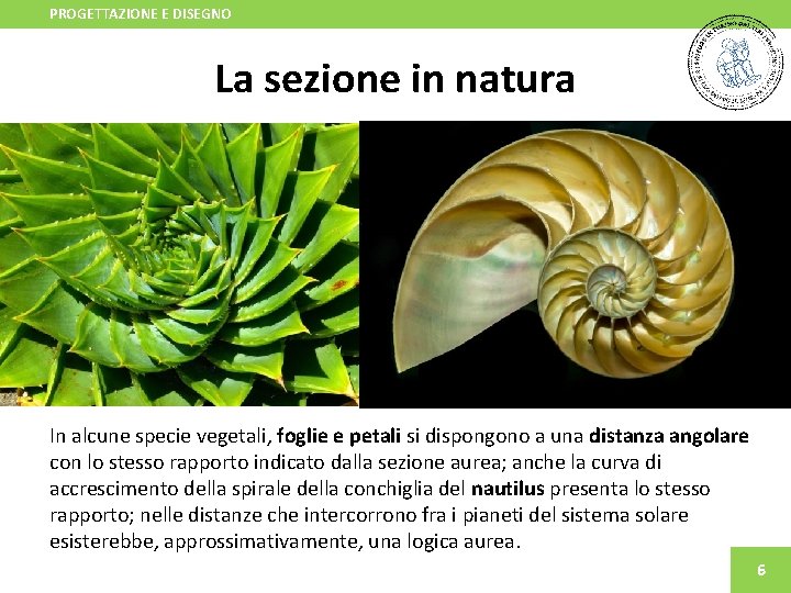 PROGETTAZIONE E DISEGNO La sezione in natura In alcune specie vegetali, foglie e petali