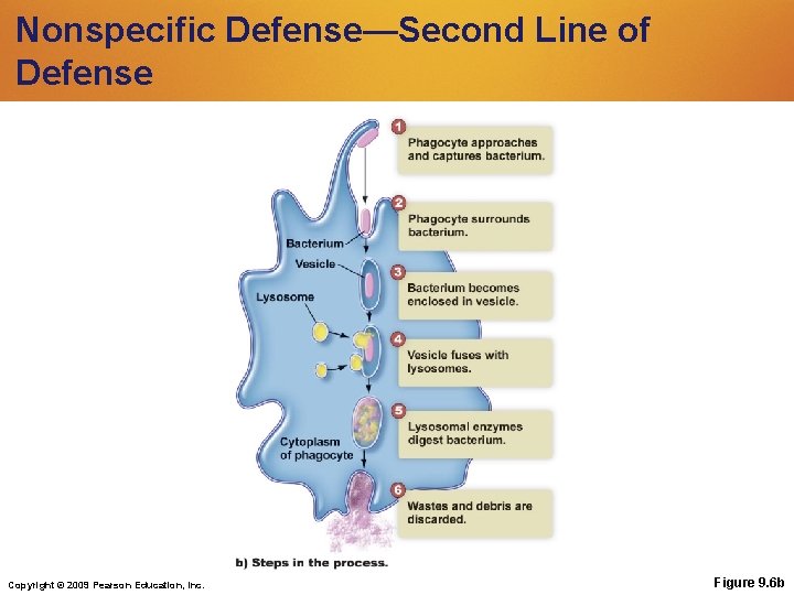 Nonspecific Defense—Second Line of Defense Copyright © 2009 Pearson Education, Inc. Figure 9. 6 Nonspecific Defense—Second Line of Defense Copyright © 2009 Pearson Education, Inc. Figure 9. 6