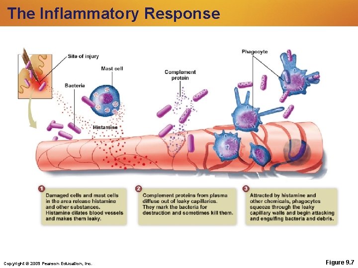 The Inflammatory Response Copyright © 2009 Pearson Education, Inc. Figure 9. 7 The Inflammatory Response Copyright © 2009 Pearson Education, Inc. Figure 9. 7