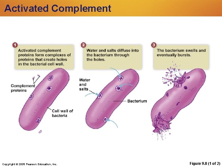 Activated Complement Copyright © 2009 Pearson Education, Inc. Figure 9. 8 (1 of 2) Activated Complement Copyright © 2009 Pearson Education, Inc. Figure 9. 8 (1 of 2)