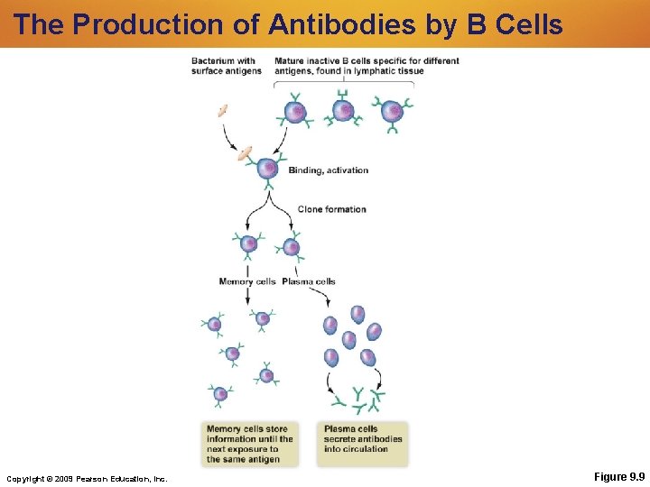 The Production of Antibodies by B Cells Copyright © 2009 Pearson Education, Inc. Figure The Production of Antibodies by B Cells Copyright © 2009 Pearson Education, Inc. Figure