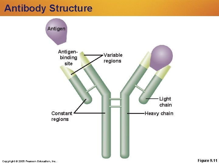 Antibody Structure Antigenbinding site Variable regions Light chain Constant regions Copyright © 2009 Pearson Antibody Structure Antigenbinding site Variable regions Light chain Constant regions Copyright © 2009 Pearson