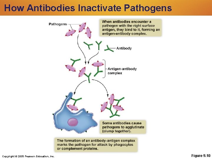 How Antibodies Inactivate Pathogens Copyright © 2009 Pearson Education, Inc. Figure 9. 10 How Antibodies Inactivate Pathogens Copyright © 2009 Pearson Education, Inc. Figure 9. 10