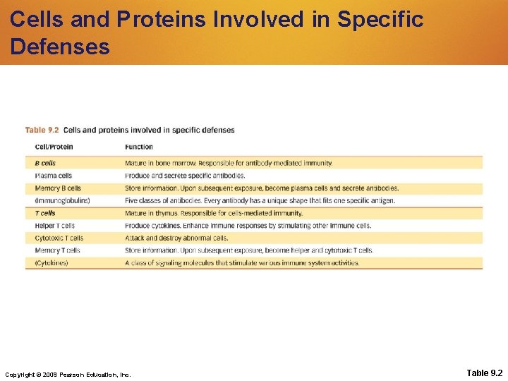 Cells and Proteins Involved in Specific Defenses Copyright © 2009 Pearson Education, Inc. Table Cells and Proteins Involved in Specific Defenses Copyright © 2009 Pearson Education, Inc. Table