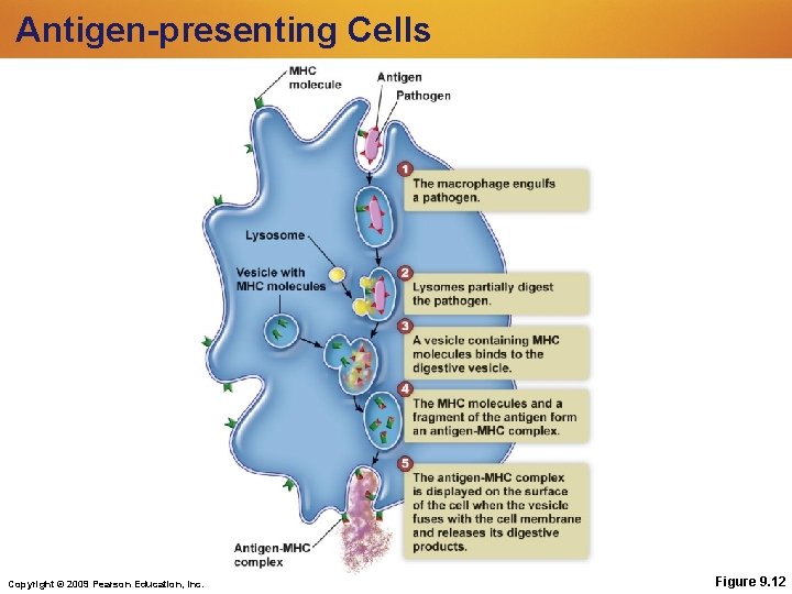 Antigen-presenting Cells Copyright © 2009 Pearson Education, Inc. Figure 9. 12 Antigen-presenting Cells Copyright © 2009 Pearson Education, Inc. Figure 9. 12