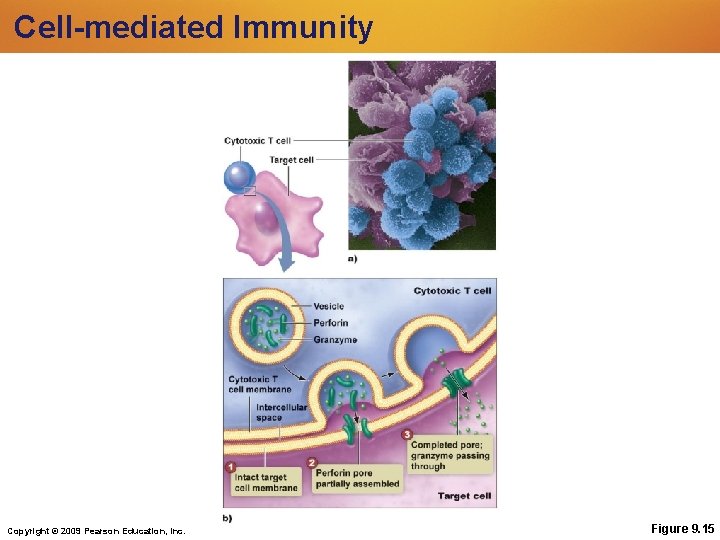 Cell-mediated Immunity Copyright © 2009 Pearson Education, Inc. Figure 9. 15 Cell-mediated Immunity Copyright © 2009 Pearson Education, Inc. Figure 9. 15