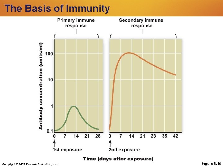 The Basis of Immunity Copyright © 2009 Pearson Education, Inc. Figure 9. 16 The Basis of Immunity Copyright © 2009 Pearson Education, Inc. Figure 9. 16