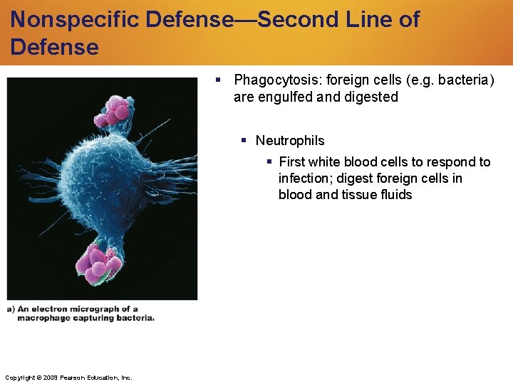 Nonspecific Defense—Second Line of Defense Phagocytosis: foreign cells (e. g. bacteria) are engulfed and Nonspecific Defense—Second Line of Defense Phagocytosis: foreign cells (e. g. bacteria) are engulfed and