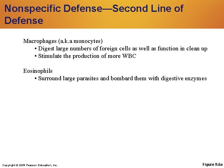 Nonspecific Defense—Second Line of Defense Macrophages (a. k. a monocytes) • Digest large numbers Nonspecific Defense—Second Line of Defense Macrophages (a. k. a monocytes) • Digest large numbers