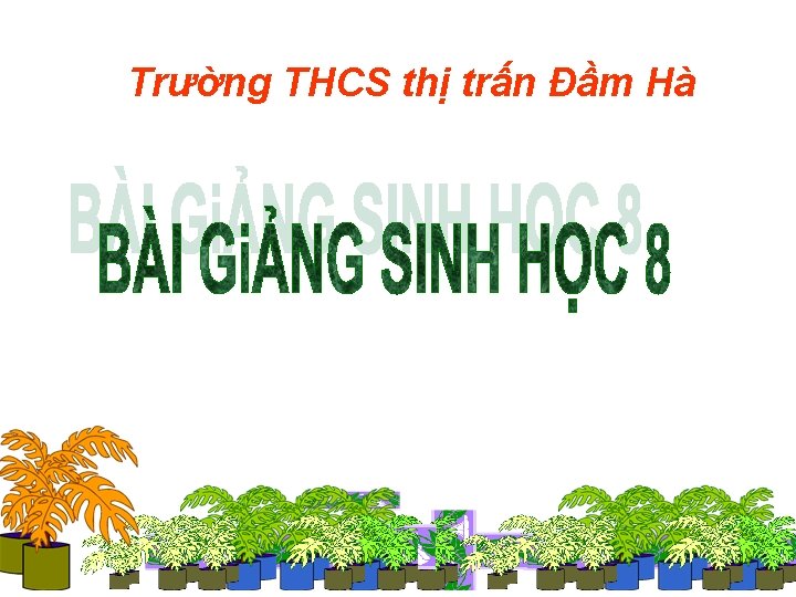 Trường THCS thị trấn Đầm Hà 