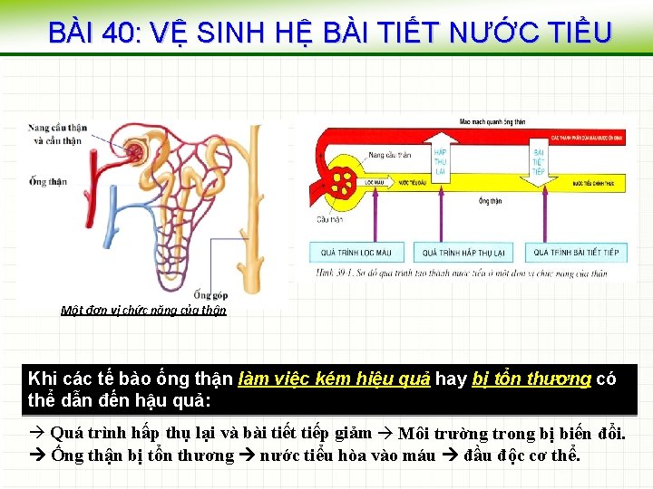 BÀI 40: VỆ SINH HỆ BÀI TIẾT NƯỚC TIỂU Một đơn vị chức năng