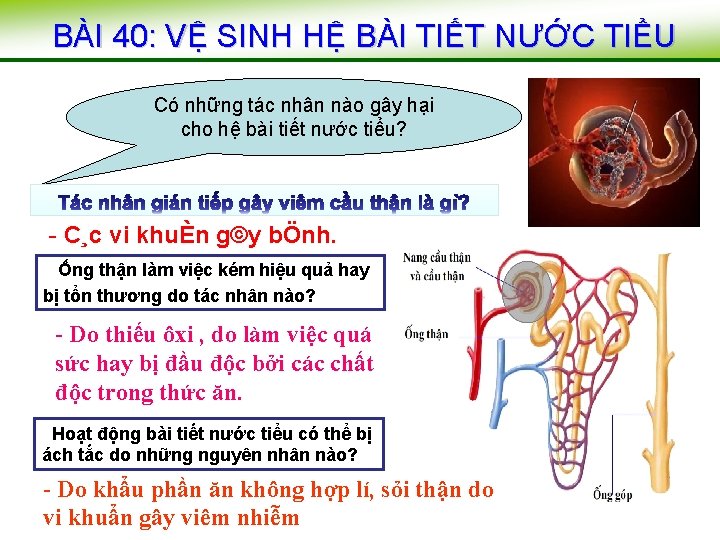 BÀI 40: VỆ SINH HỆ BÀI TIẾT NƯỚC TIỂU Cầu thận Có những tác