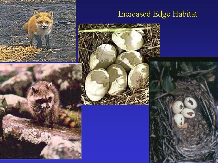 Increased Edge Habitat 