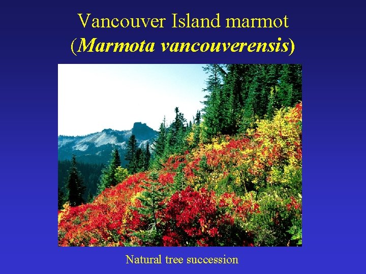 Vancouver Island marmot (Marmota vancouverensis) Natural tree succession 