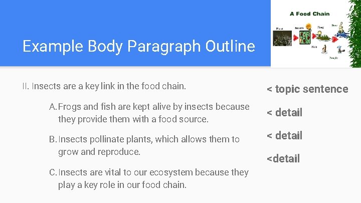 Example Body Paragraph Outline II. Insects are a key link in the food chain.