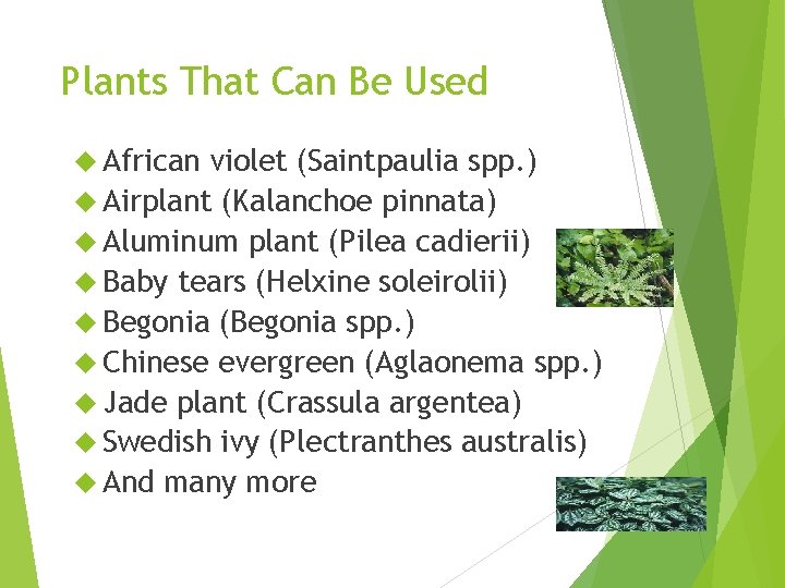 Plants That Can Be Used African violet (Saintpaulia spp. ) Airplant (Kalanchoe pinnata) Aluminum