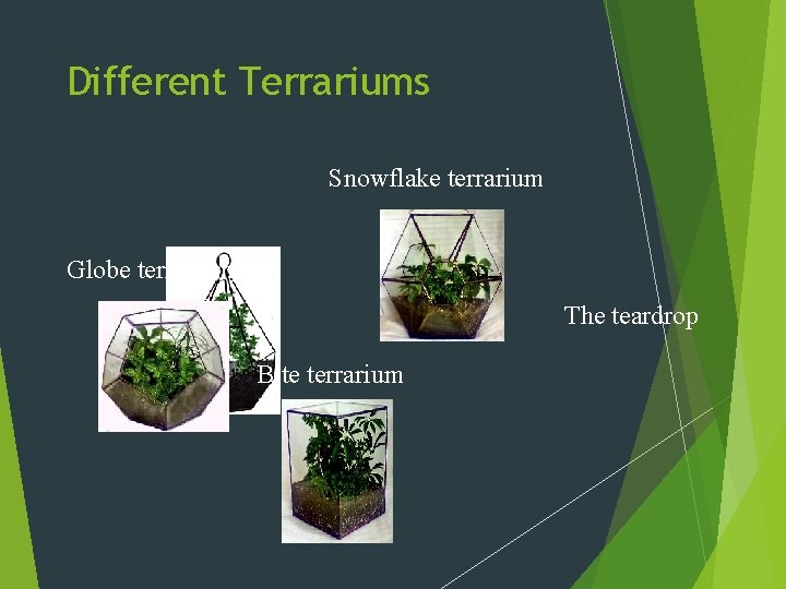 Different Terrariums Snowflake terrarium Globe terrarium The teardrop Bite terrarium 