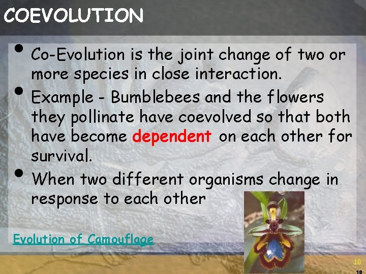 COEVOLUTION • Co-Evolution is the joint change of two or more species in close