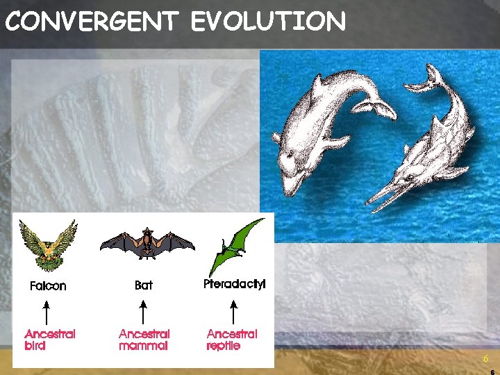 CONVERGENT EVOLUTION 6 6 