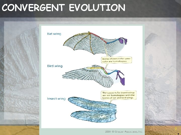 CONVERGENT EVOLUTION 7 7 
