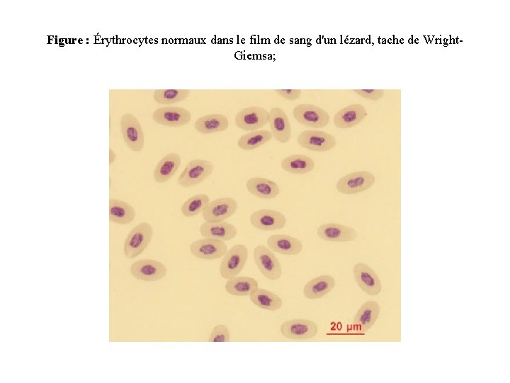 Figure : Érythrocytes normaux dans le film de sang d'un lézard, tache de Wright.