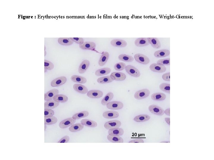 Figure : Erythrocytes normaux dans le film de sang d'une tortue, Wright-Giemsa; 