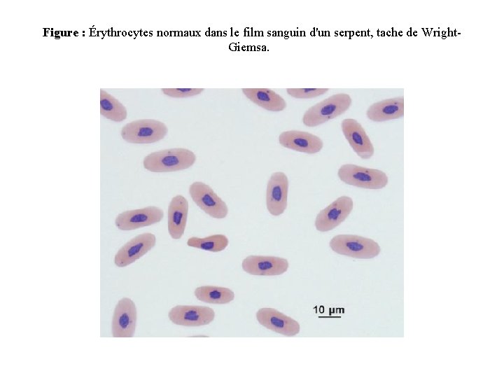 Figure : Érythrocytes normaux dans le film sanguin d'un serpent, tache de Wright. Giemsa.