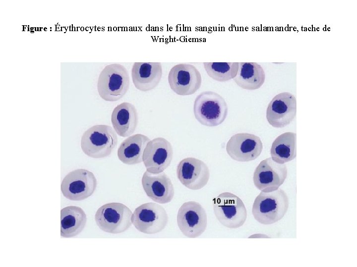 Figure : Érythrocytes normaux dans le film sanguin d'une salamandre, tache de Wright-Giemsa 