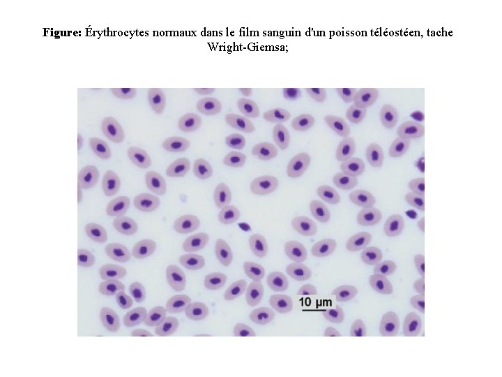 Figure: Érythrocytes normaux dans le film sanguin d'un poisson téléostéen, tache Wright-Giemsa; 
