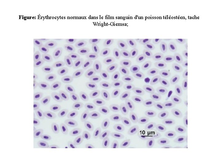 Figure: Érythrocytes normaux dans le film sanguin d'un poisson téléostéen, tache Wright-Giemsa; 