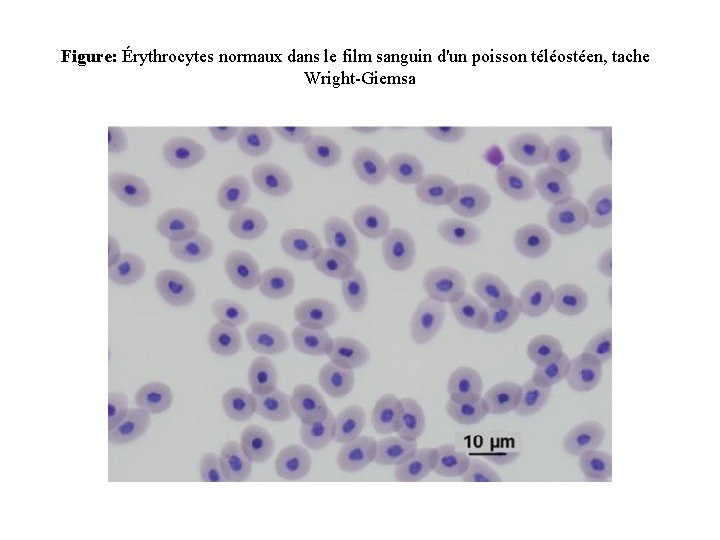 Figure: Érythrocytes normaux dans le film sanguin d'un poisson téléostéen, tache Wright-Giemsa 
