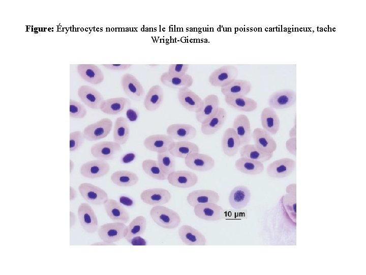 Figure: Érythrocytes normaux dans le film sanguin d'un poisson cartilagineux, tache Wright-Giemsa. 