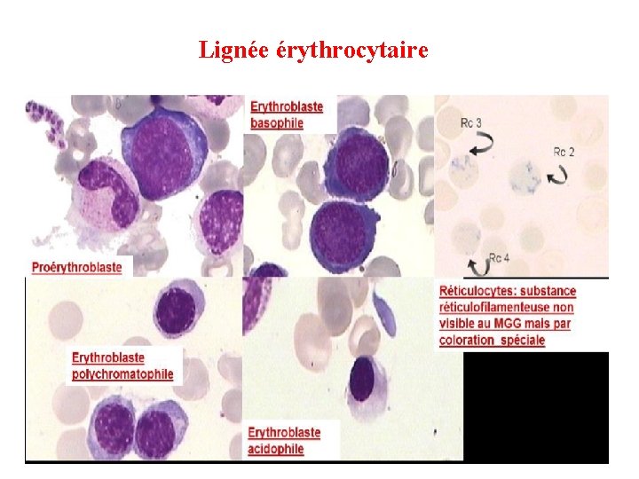 Lignée érythrocytaire 