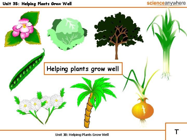 Unit 3 B: Helping Plants Grow Well Helping plants grow well Unit 3 B: