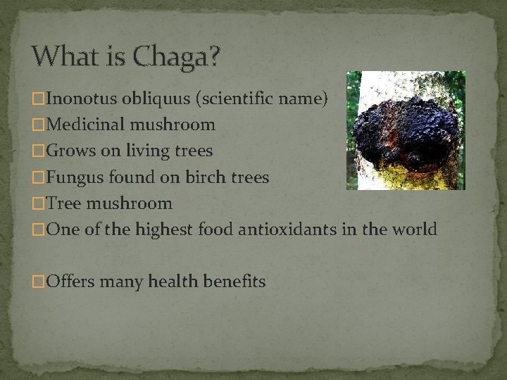 What is Chaga? �Inonotus obliquus (scientific name) �Medicinal mushroom �Grows on living trees �Fungus