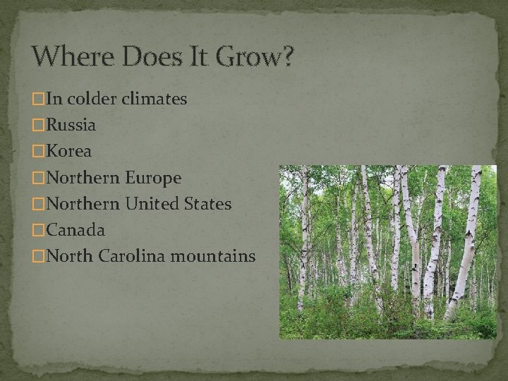 Where Does It Grow? �In colder climates �Russia �Korea �Northern Europe �Northern United States