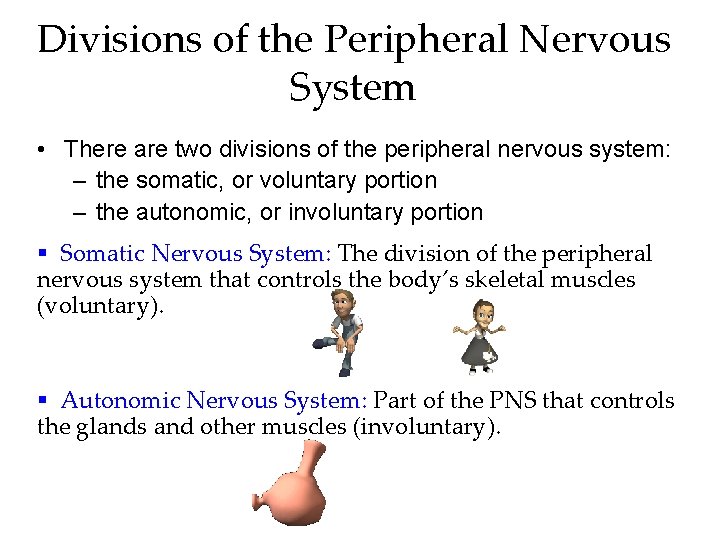Divisions of the Peripheral Nervous System • There are two divisions of the peripheral