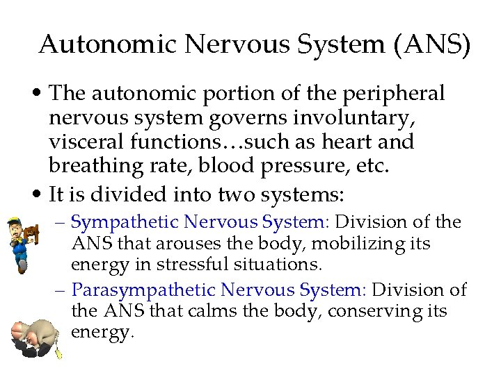 Autonomic Nervous System (ANS) • The autonomic portion of the peripheral nervous system governs