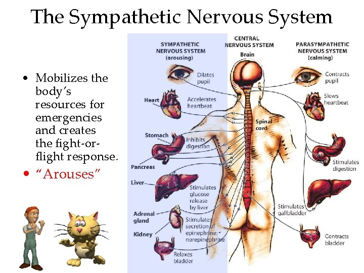 The Sympathetic Nervous System • Mobilizes the body’s resources for emergencies and creates the