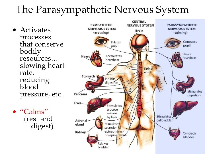 The Parasympathetic Nervous System • Activates processes that conserve bodily resources… slowing heart rate,