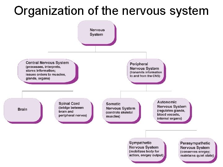 Organization of the nervous system 