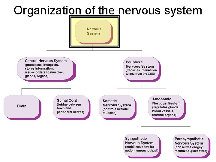 Organization of the nervous system 