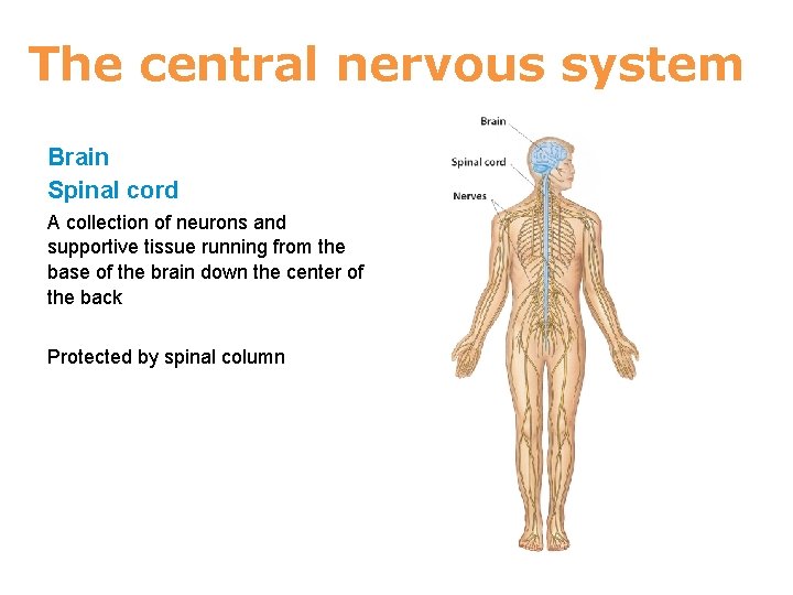 4 The central nervous system Brain Spinal cord A collection of neurons and supportive